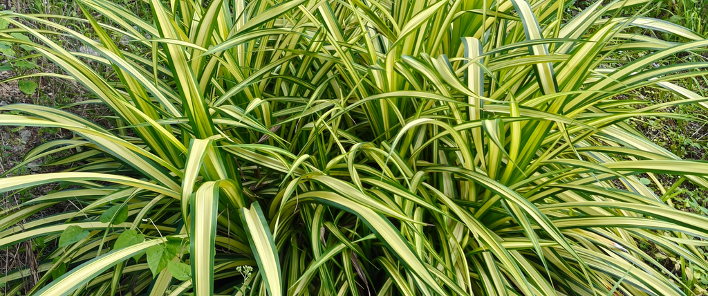 Plante araignée (Phalangère) : Culture, entretien, bienfaits et prix