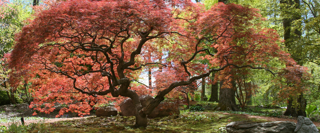 Quand faut-il tailler un érable du japon