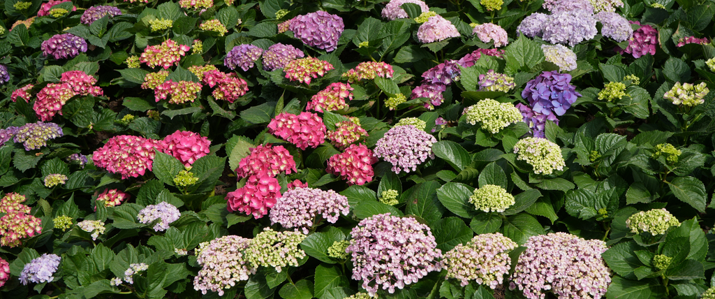 Que mettre au pied des hortensias