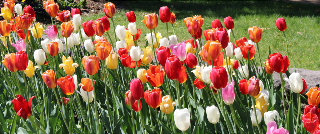 quelle fleurs planter mai