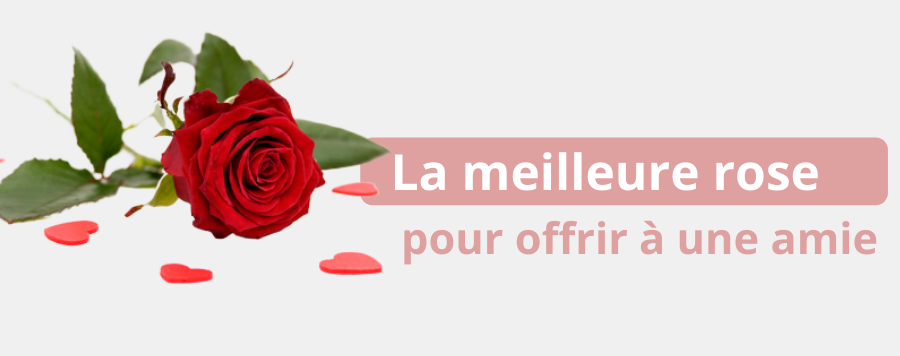 quelle rose offrir à une amie