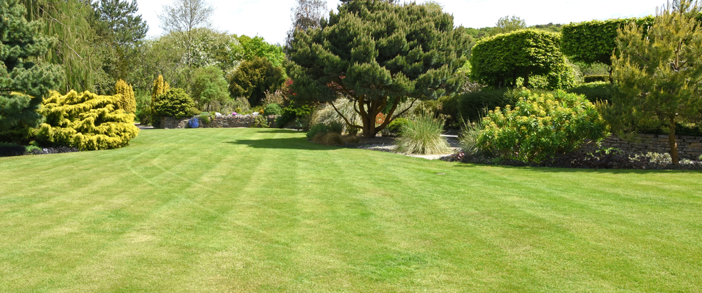 Ray-grass (Lolium perenne)
