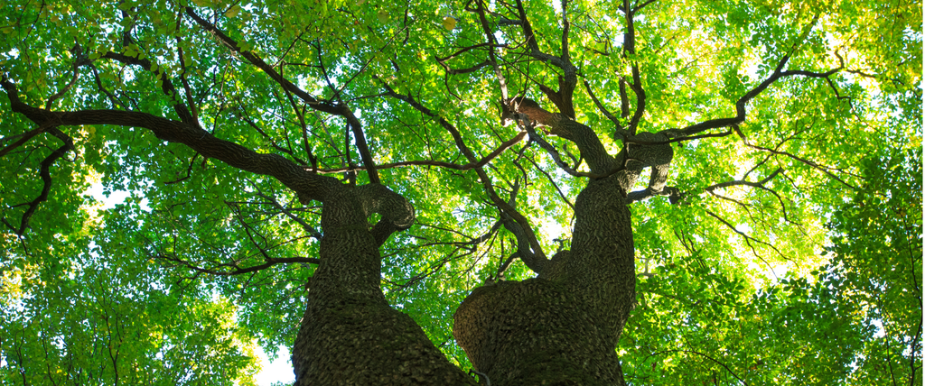 Mon voisin a un arbre de plus de 30 ans très haut