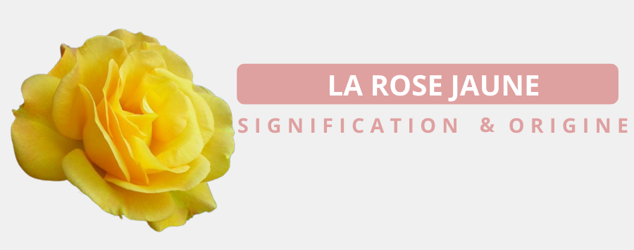 rose jaune signification