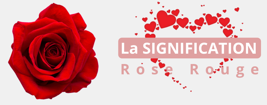 rose rouge signification