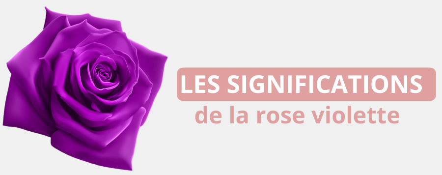 rose violette signification