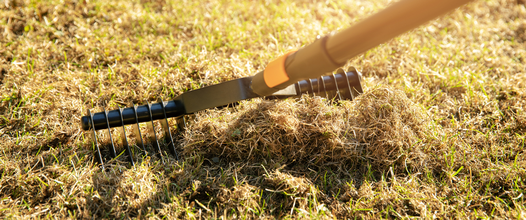 Que faire après avoir scarifier sa pelouse ?