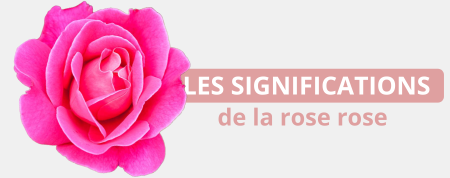 signification rose rose