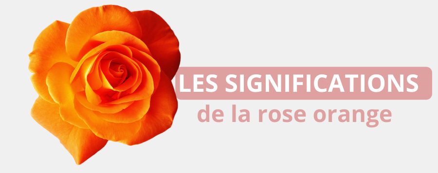 signification rose orange