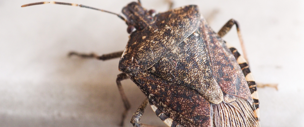 Punaise marron dans la maison quelles sont les significations