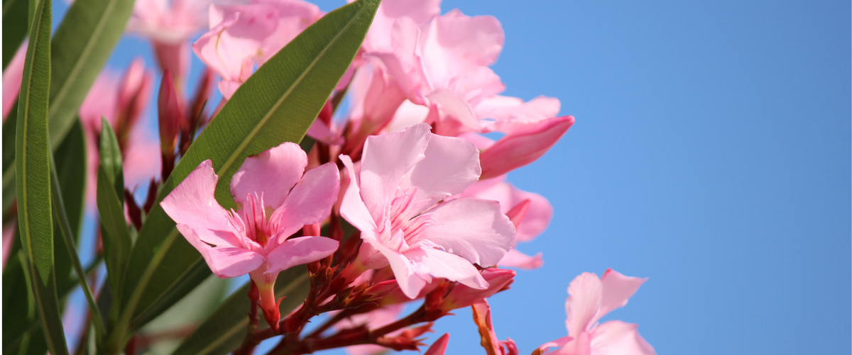 Quand fautil tailler les lauriers roses ? Royaume Éternel — free download