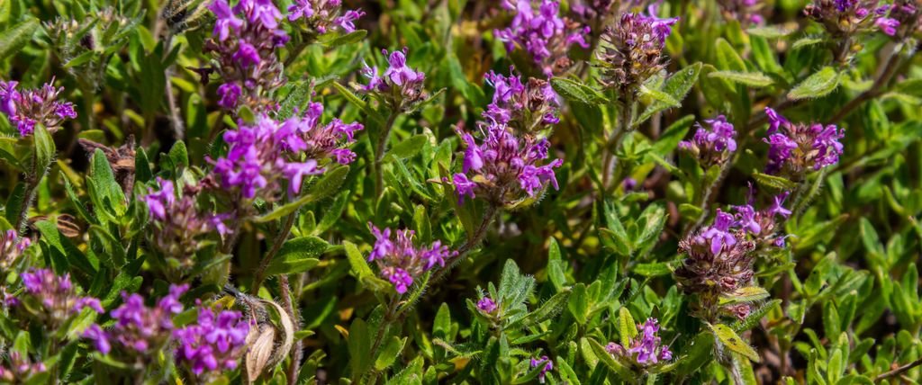 Thym serpolet le couvre sol favori des jardiniers