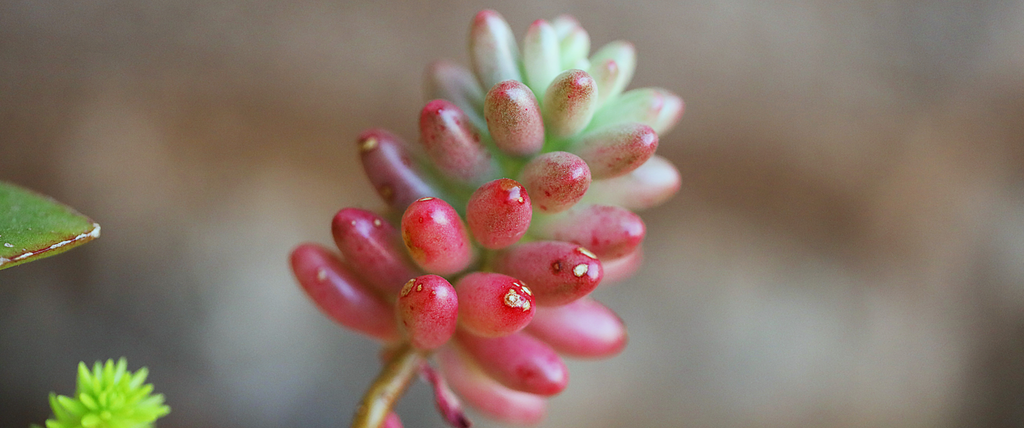 Quelles sont les significations de l'arbre de jade