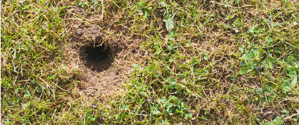trou dans le jardin sans monticule quel animal