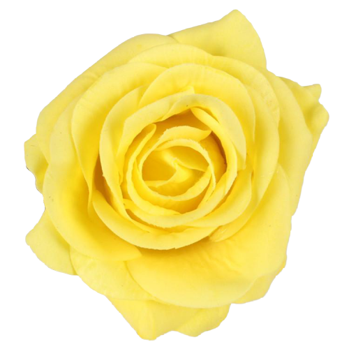 Rose Éternelle Jaune Naturelle Préservée - 6 Cm De Diamètre - Fabriquée En Espagne - Cadeau Romantique