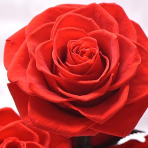 petales de rose rouge