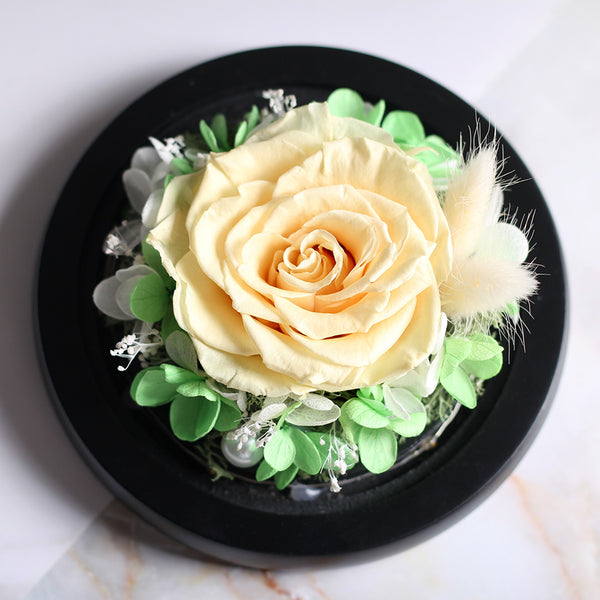 Rose sous Cloche Orange