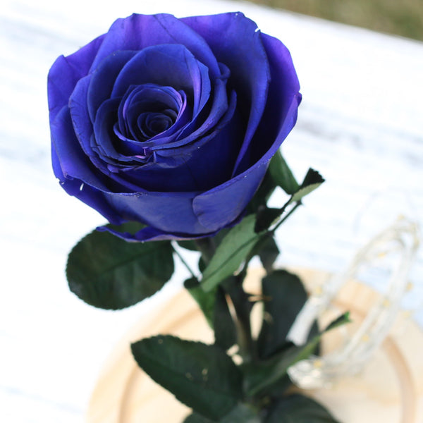 Rose Éternelle sous Cloche en Verre Bleue
