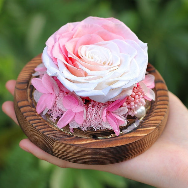 rose eternelle peche