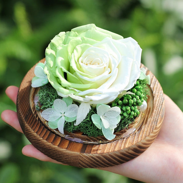 rose eternelle verte