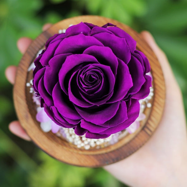 rose eternelle fuchsia