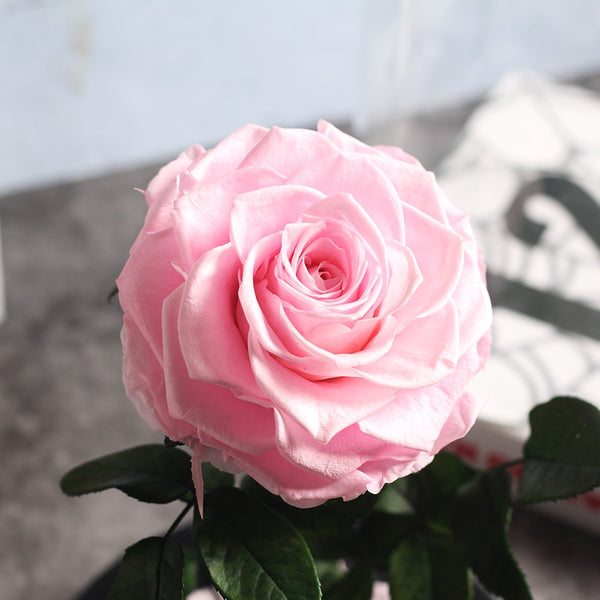 petale rose eternelle