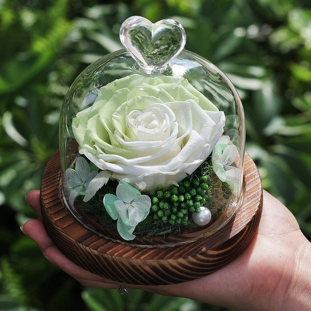 rose eternelle verte sous cloche
