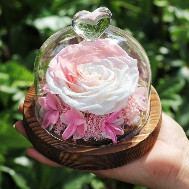 rose eternelle peche sous cloche