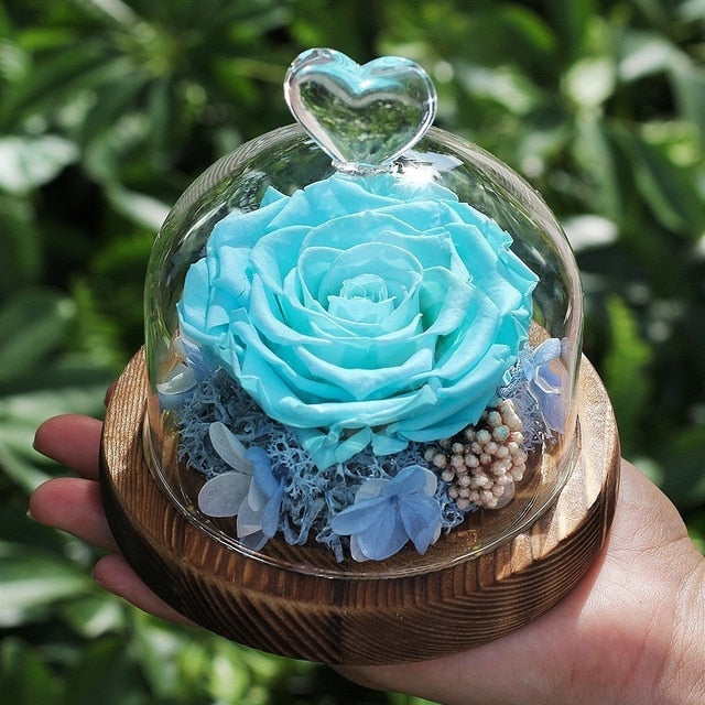 rose eternelle cyan sous cloche