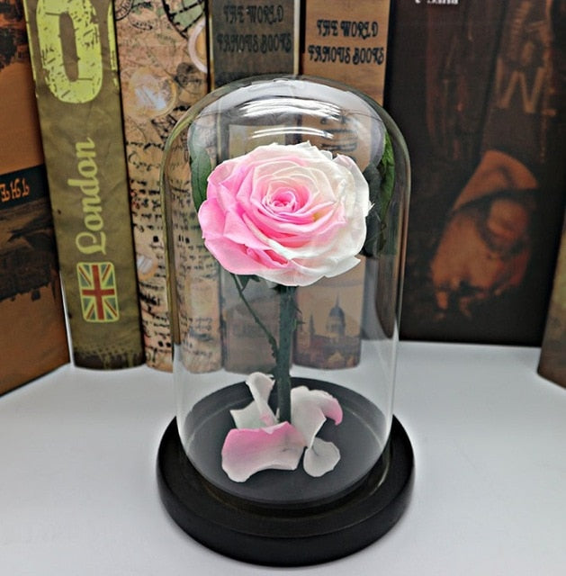 rose eternelle sous cloche blanche et rose