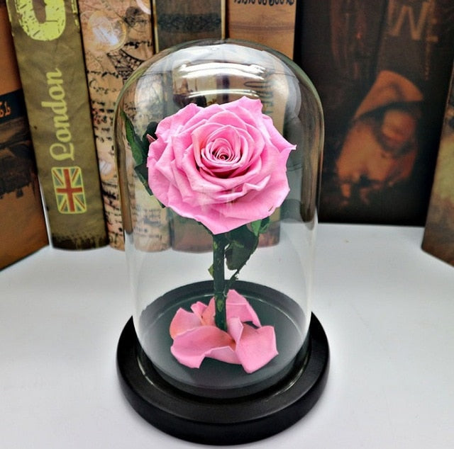 rose eternelle sous cloche rose