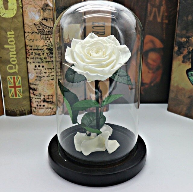 rose eternelle sous cloche blanche