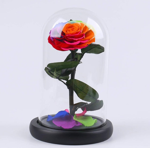 rose eternelle sous cloche multicolore