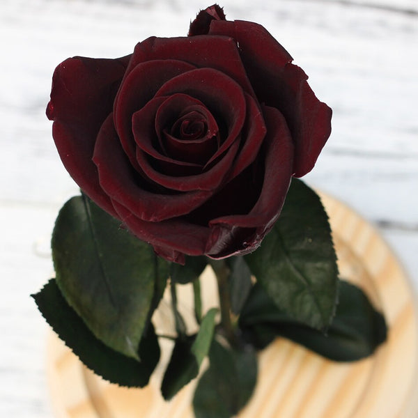 petales de rose eternelle rouge fonce