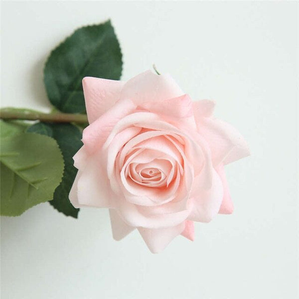 roes eternelle rose