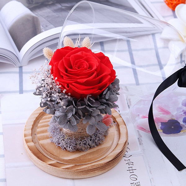 rose eternelle stabilisee sous cloche 